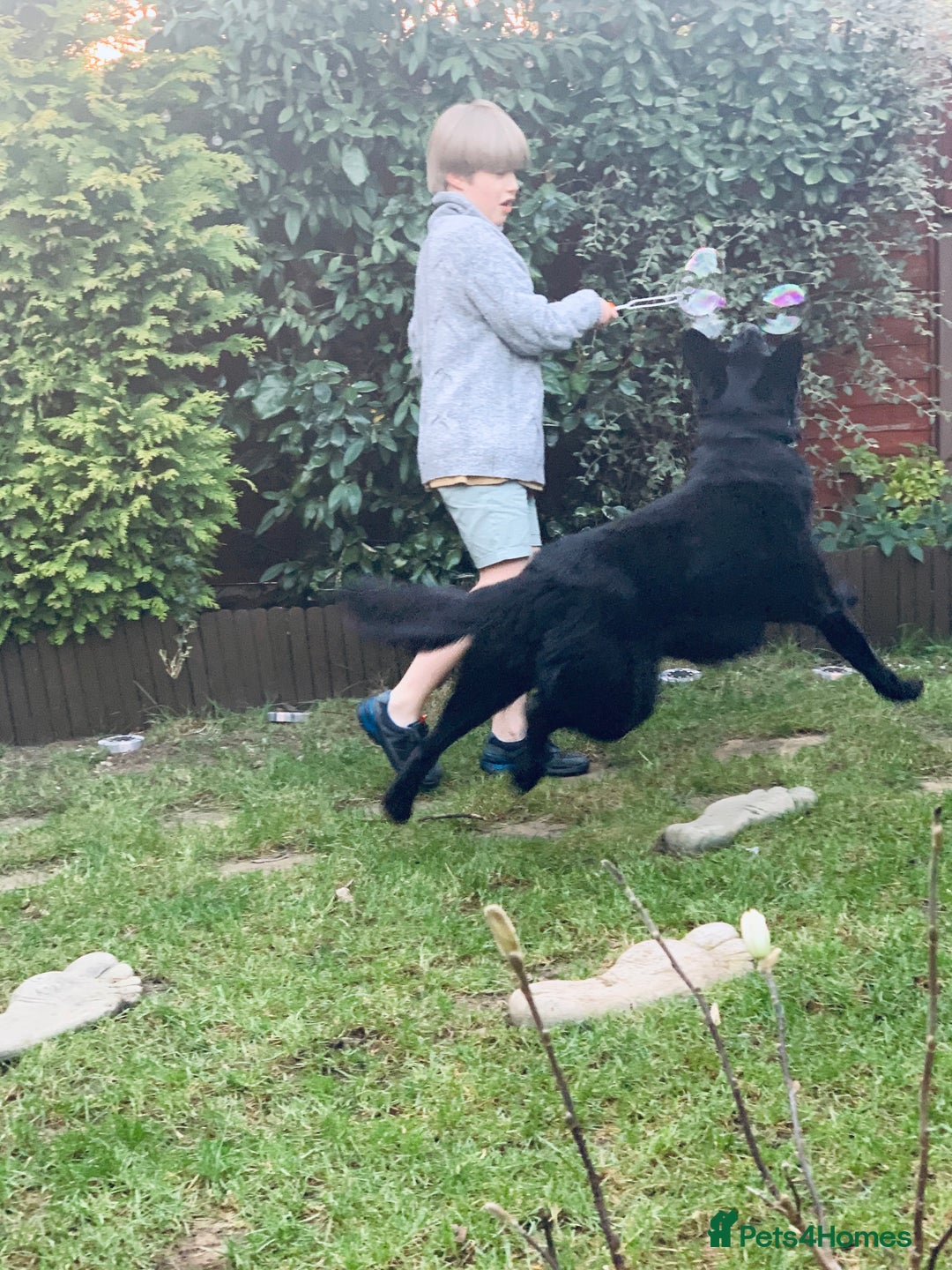 German Shepherd dogs for stud: Beautiful Black German Shepherd  in Sutton Coldfield - Image 4