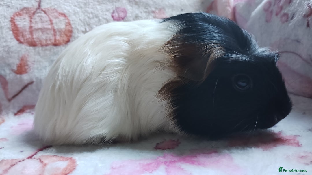 Guinea Pig rodents for sale: Two pairs of female guinea pigs price per set - Image 6