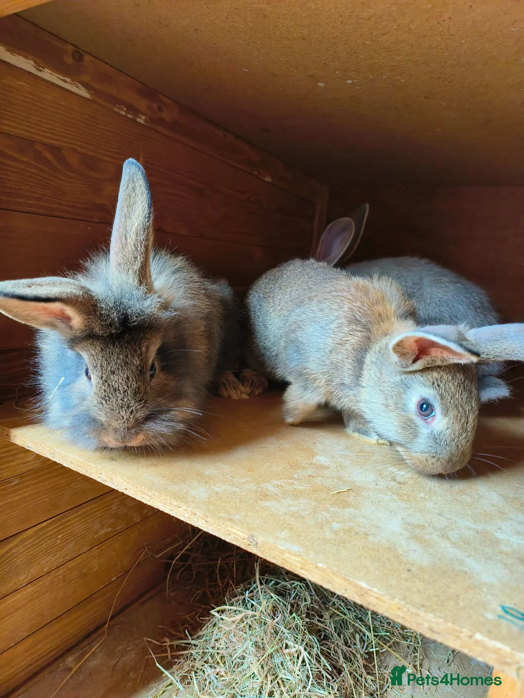 Lionhead rabbits for sale: Lion head babies 8 weeks  - Advert 1