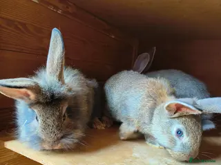 Lionhead rabbits Lion head babies 8 weeks - Advert 18