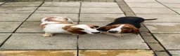 Basset Hound dogs for sale: Female Basset hound  in Burnley - Advert 2