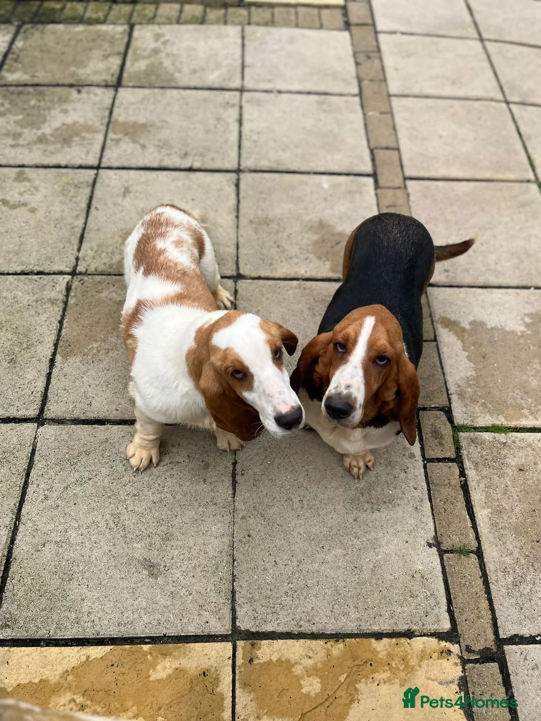 Basset Hound dogs for sale: Female Basset hound  in Burnley - Advert 2