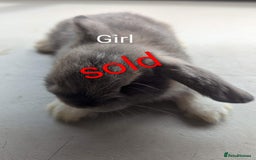 Mini Lop rabbits for sale: 4 stunning mini lops - Image 4