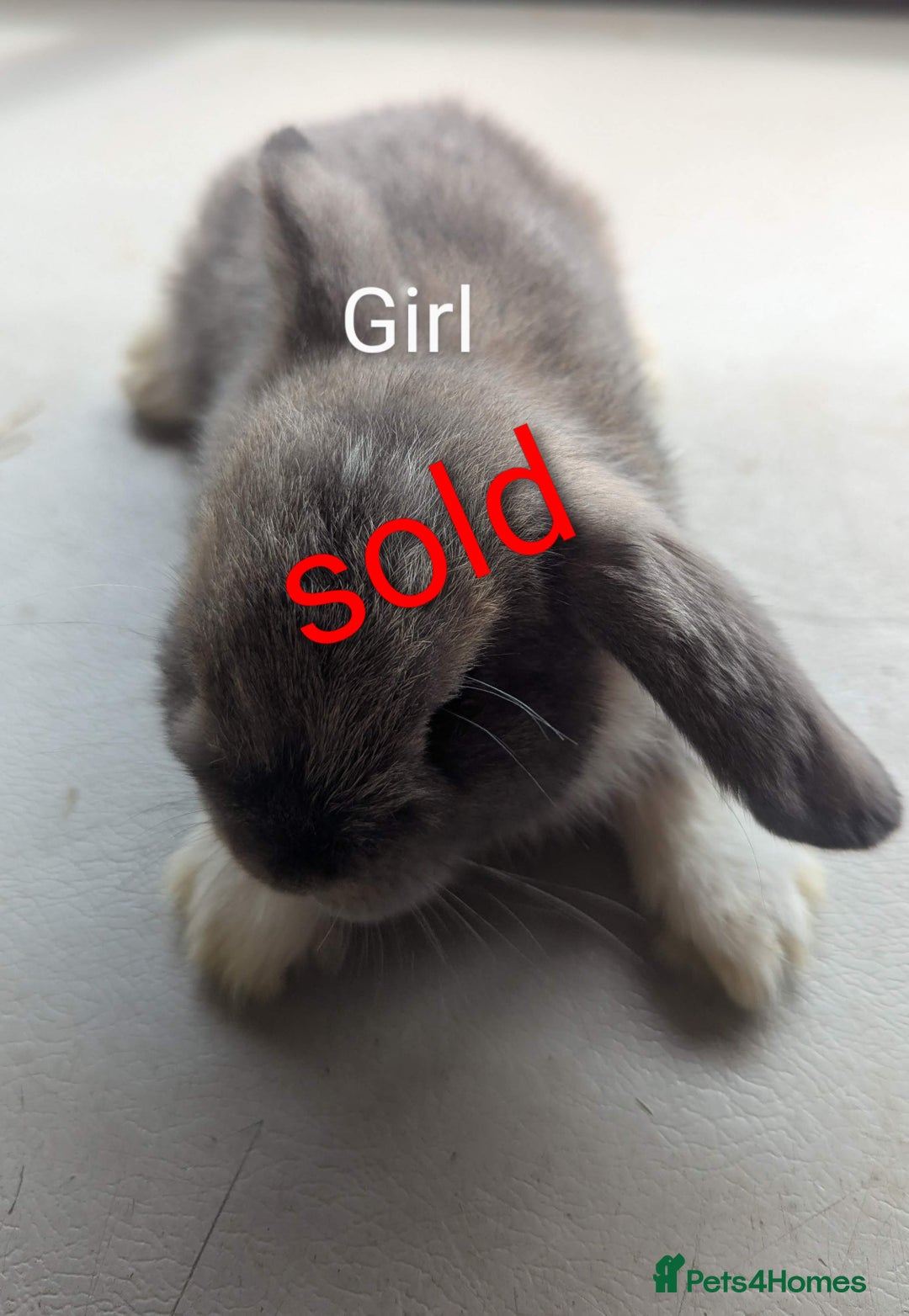 Mini Lop rabbits for sale: 4 stunning mini lops - Image 4