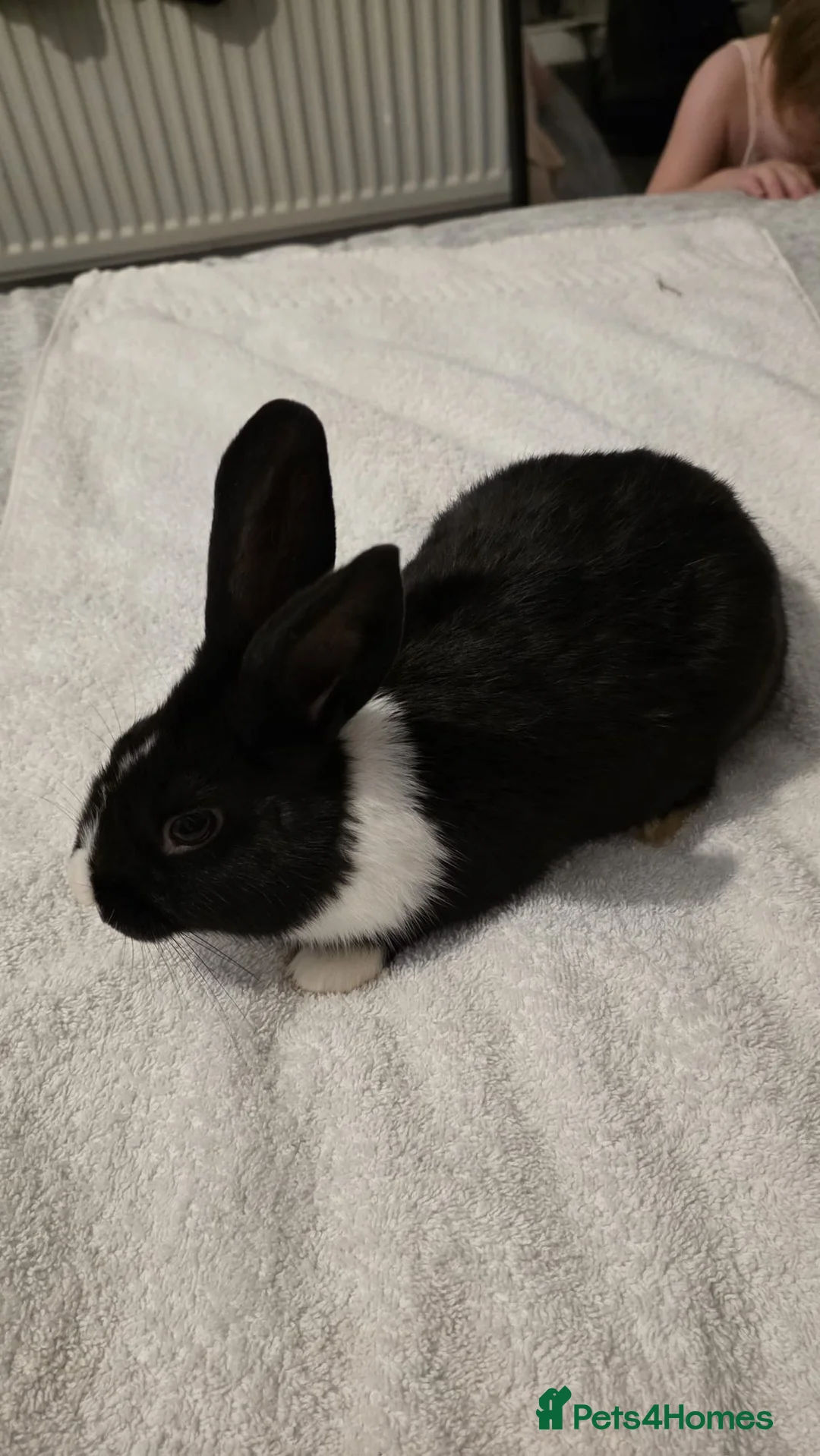 Dwarf Lop rabbits for sale: 10 weeks old - Advert 1