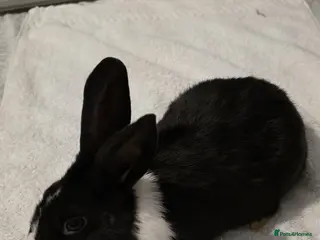 Dwarf Lop rabbits 12 weeks old - Advert 1