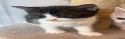 Mixed Breed cats for sale: Gorgeous Kittens Looking for Loving Homes - Advert 12