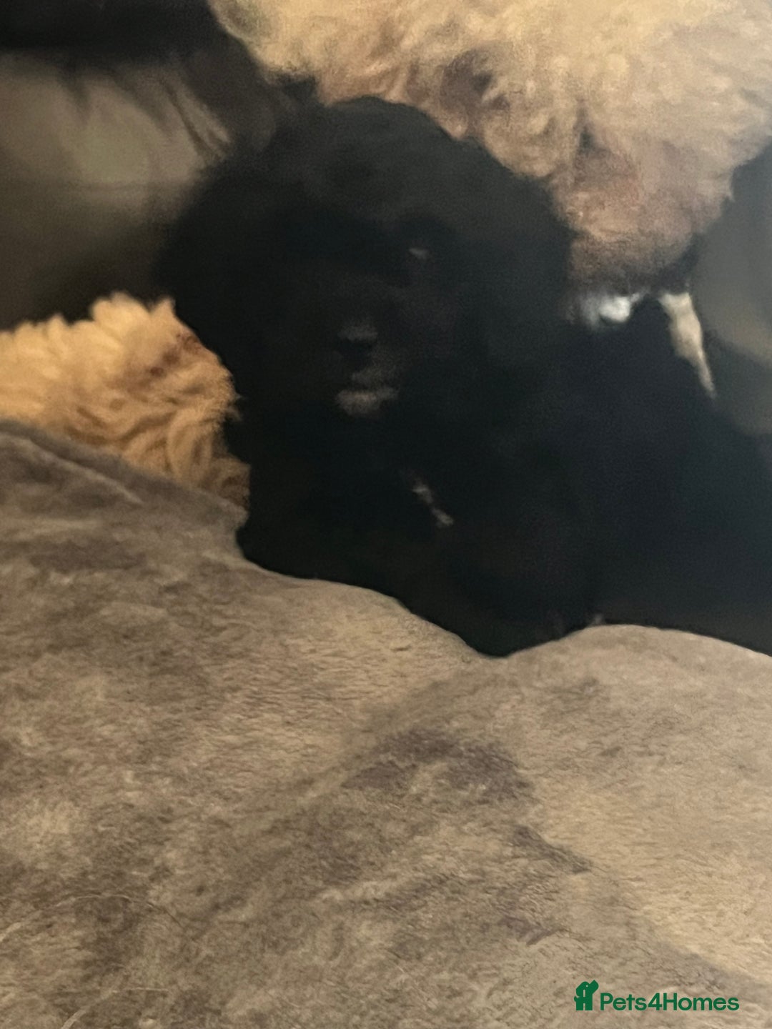 Poochon dogs for sale: 2 poochon girls available  - Image 9