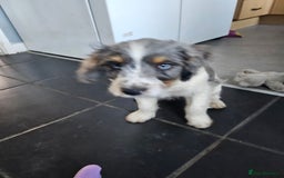 Mixed Breed dogs for sale: Bear Cocker spaniel x jack Russell 1 year - Image 3