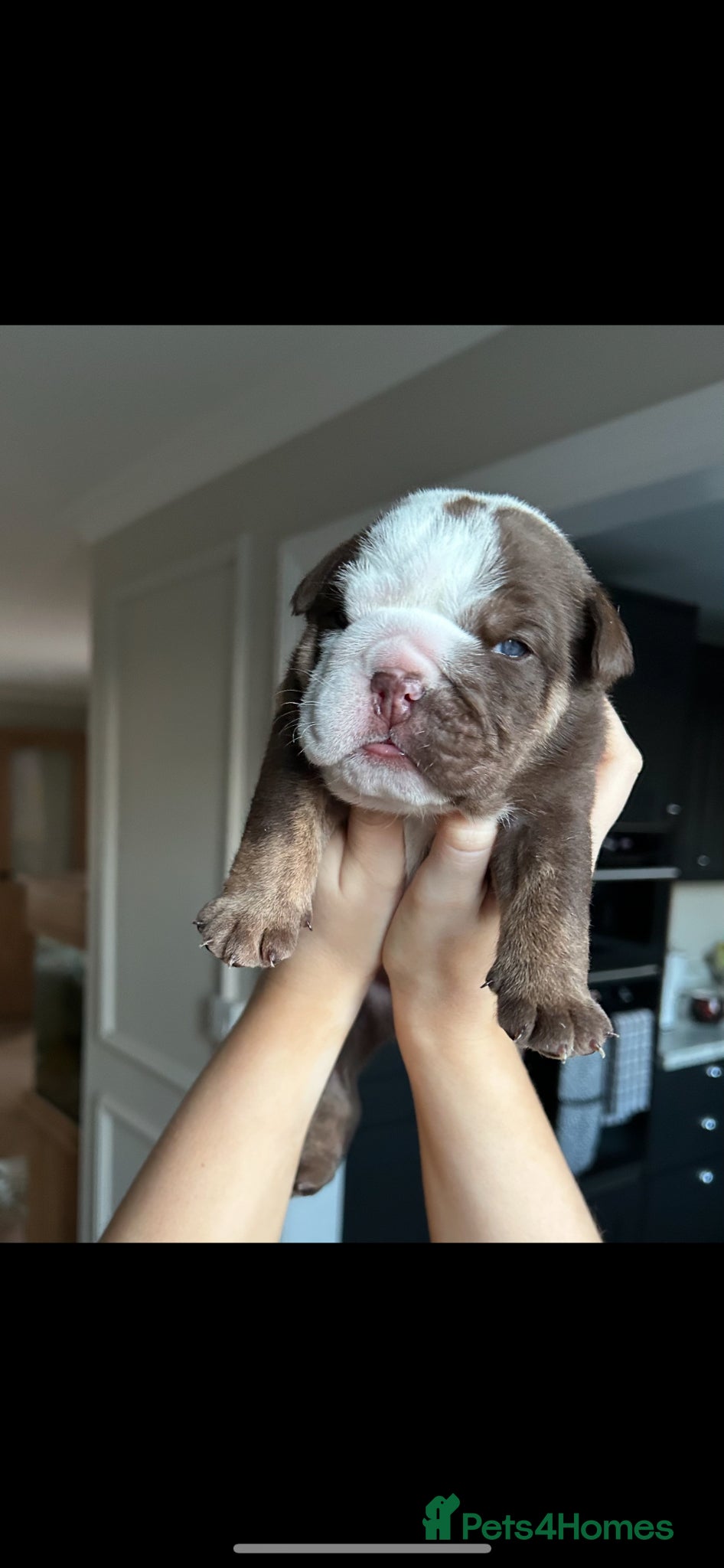 English Bulldog dogs for sale: Beautiful little of 3 English bulldogs  in Consett - Advert 11