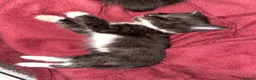 Mixed Breed cats for sale: Kittens for sale in Falkirk - Advert 6