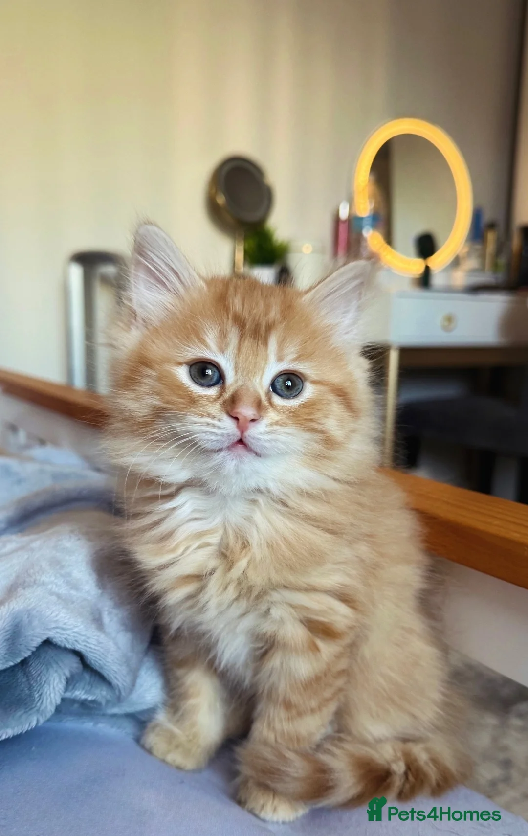 Mixed Breed cats for sale: Two beautiful kittens looks for their forever home in Enfield - Advert 2