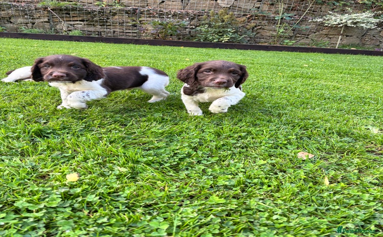English Springer Spaniel dogs - Advert 1
