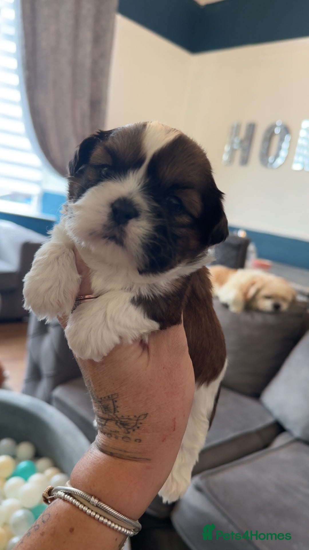 Shih Tzu dogs for sale: Stunning imperial shih tzu puppies  - Advert 22