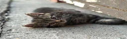 Domestic Shorthair cats for sale: 4 kittens for sale to loving home  - Advert 6