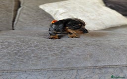 Miniature Dachshund dogs for sale: Ready now beautiful miniature dachshund pups - Image 38