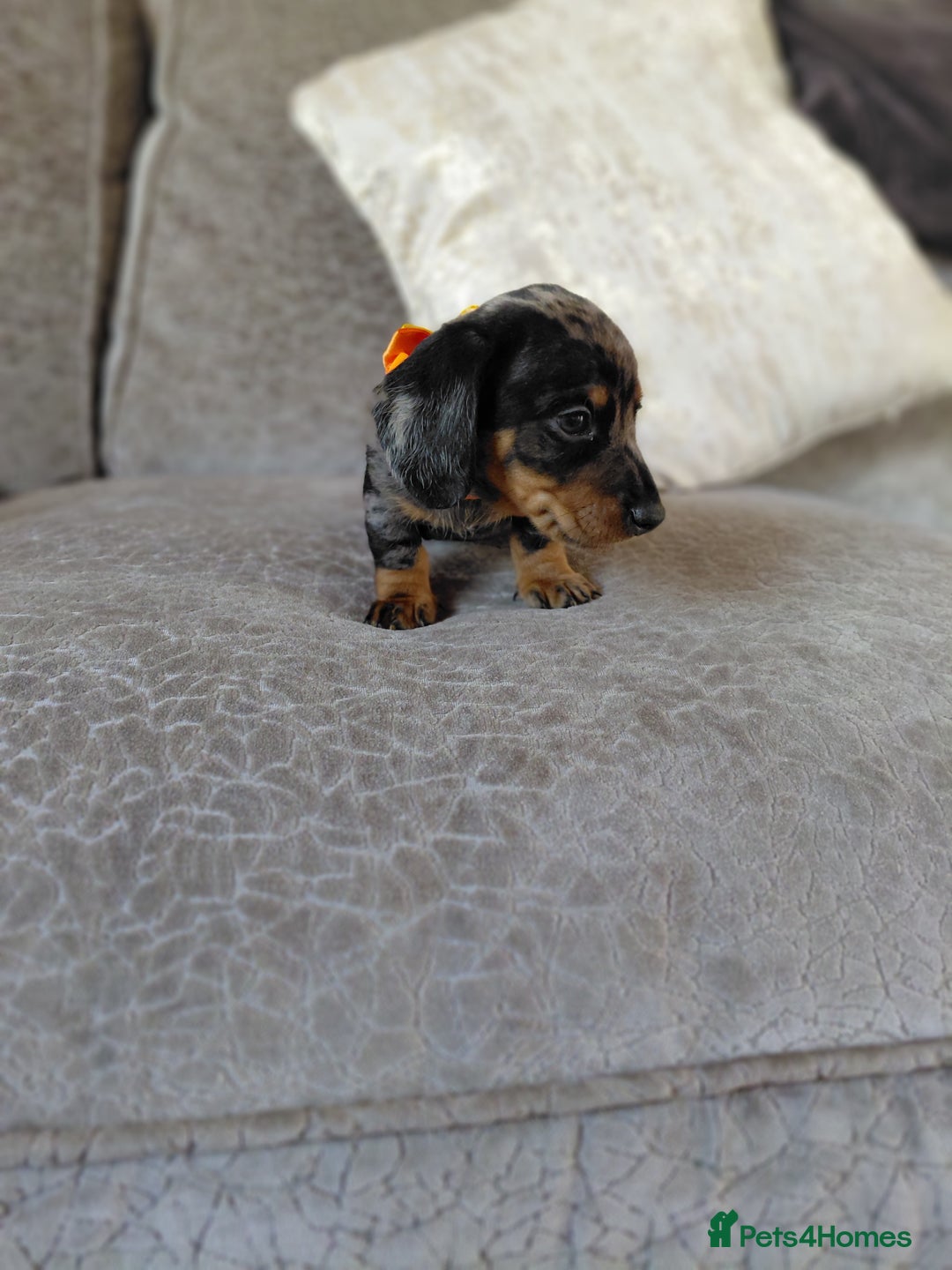 Miniature Dachshund dogs for sale: Ready now beautiful miniature dachshund pups - Image 38