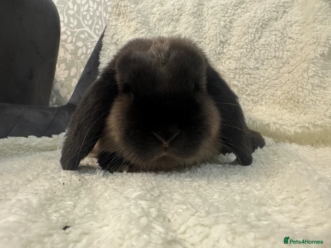 Mini Lop rabbits for sale: Mini Lop Bunnies-2 Boys Ready Now & more in 2 was - Advert 1