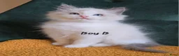 Ragdoll cats for sale: Show quality kittens ready 22nd - Advert 7
