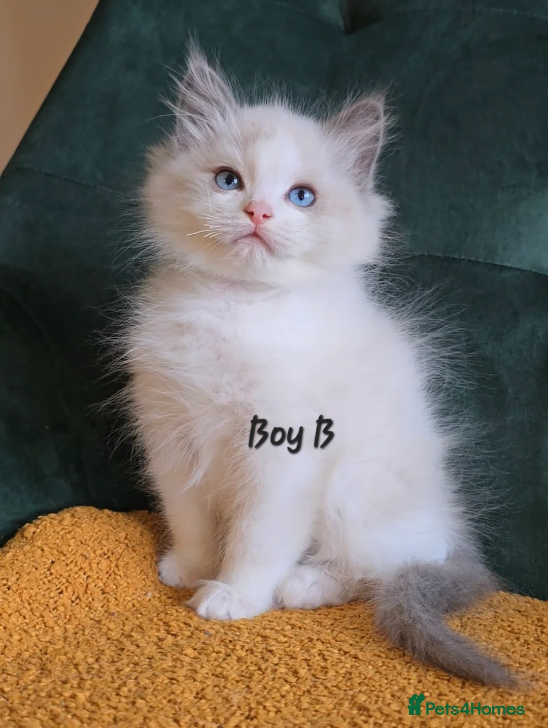 Ragdoll cats for sale: Show quality kittens ready 22nd - Advert 17