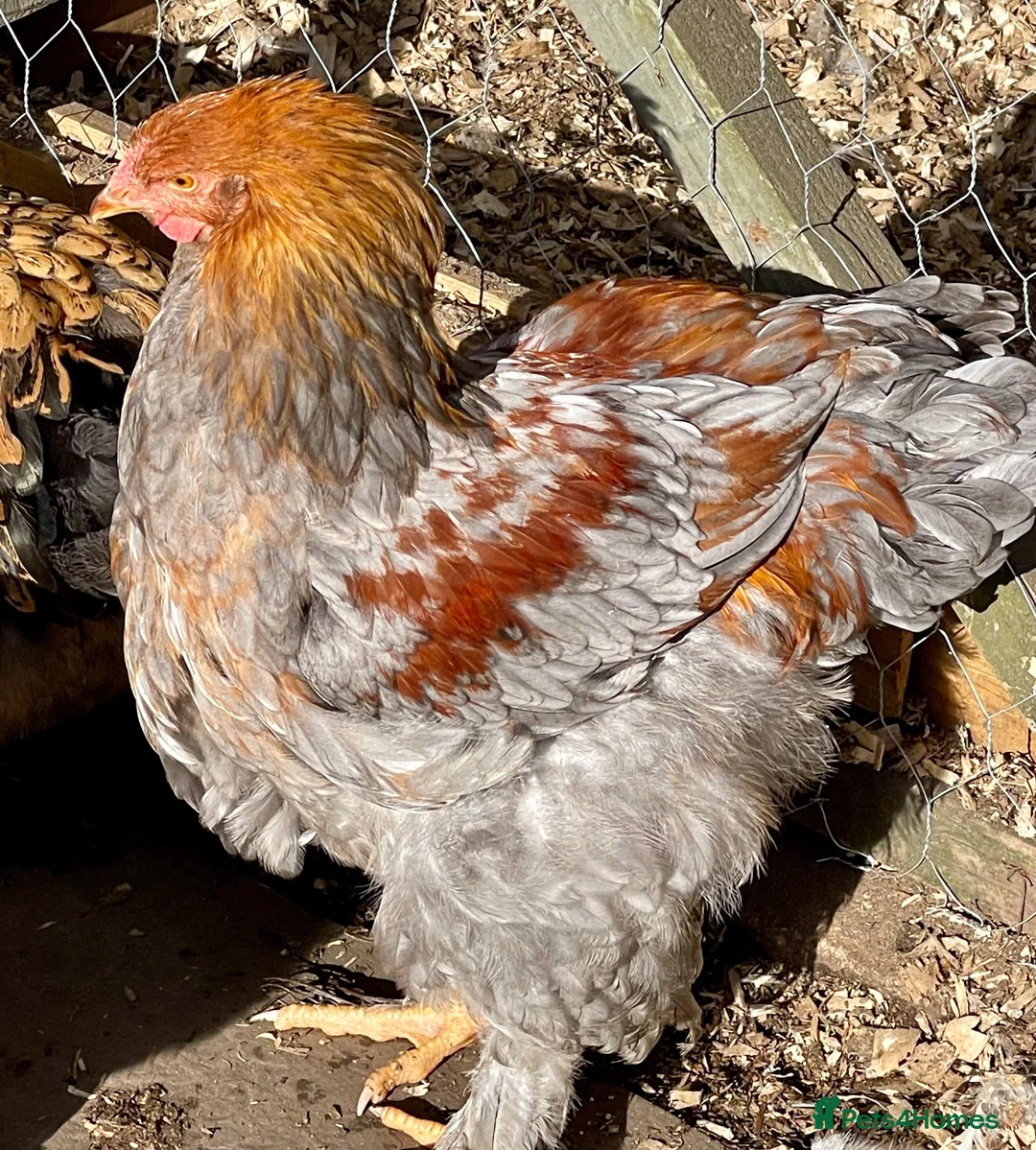 Chickens poultry for sale: Brahma cockerels x 2 - Advert 1