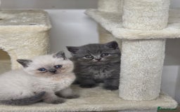 British Shorthair cats for sale: Full breed British short hair - Image 1