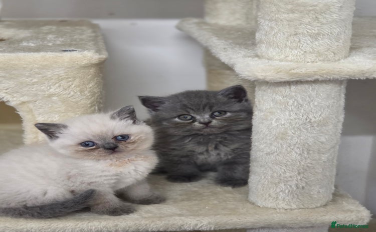 British Shorthair cats - Advert 4