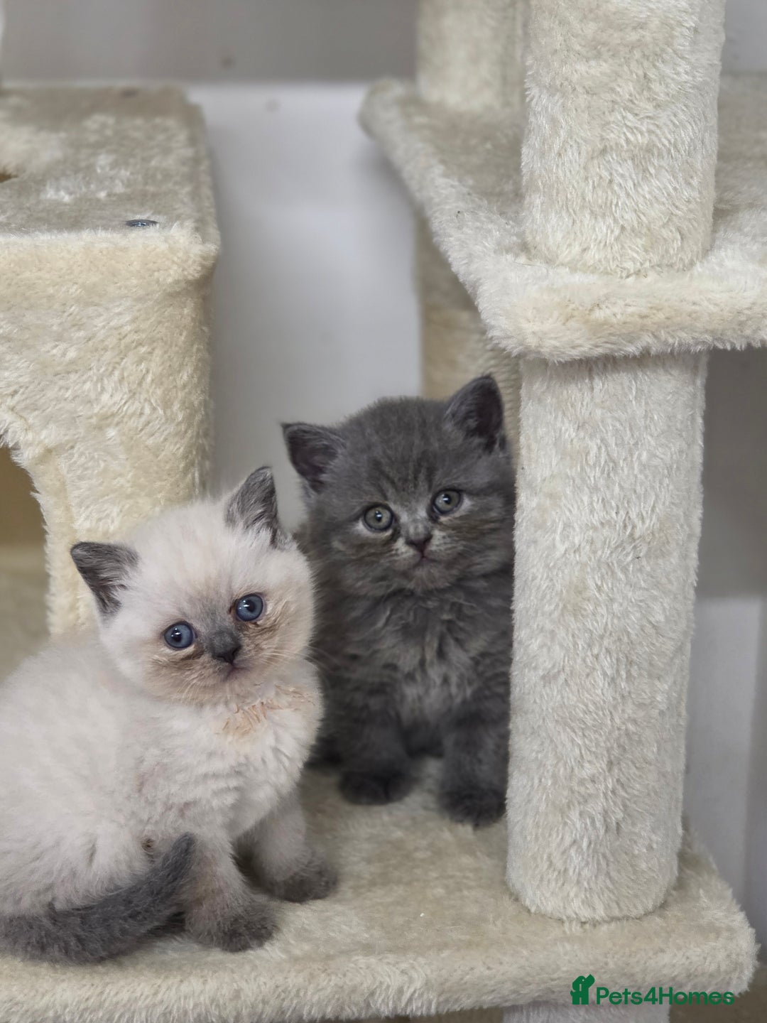 British Shorthair cats for sale: Full breed British short hair - Image 1