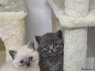 British Shorthair cats - Advert 28