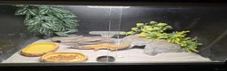 Leopard Gecko reptiles for sale: Leopard gecko male  in Tonbridge - Advert 6