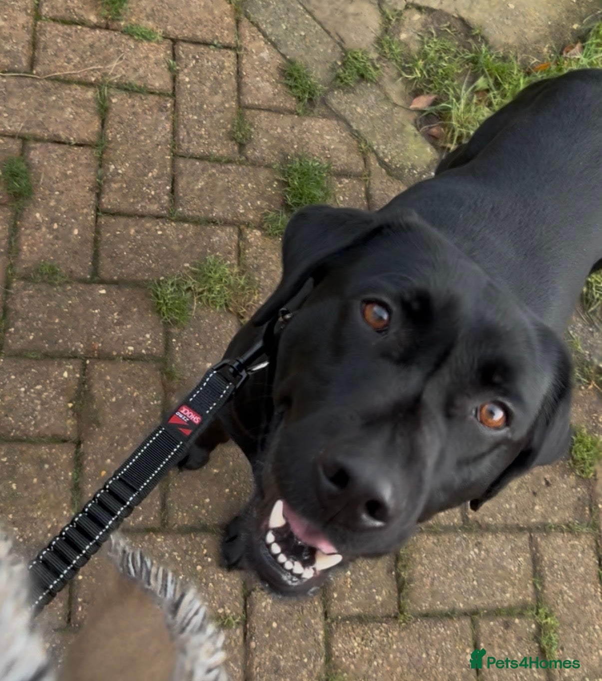 Labrador Retriever dogs Black Labrador - Advert 2