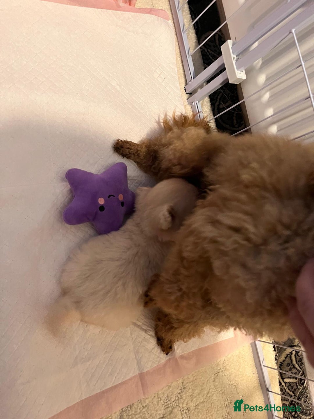 Maltipoo dogs for sale: Tea cup/ pocket puppy Maltipoo girl 🩷 - Image 16