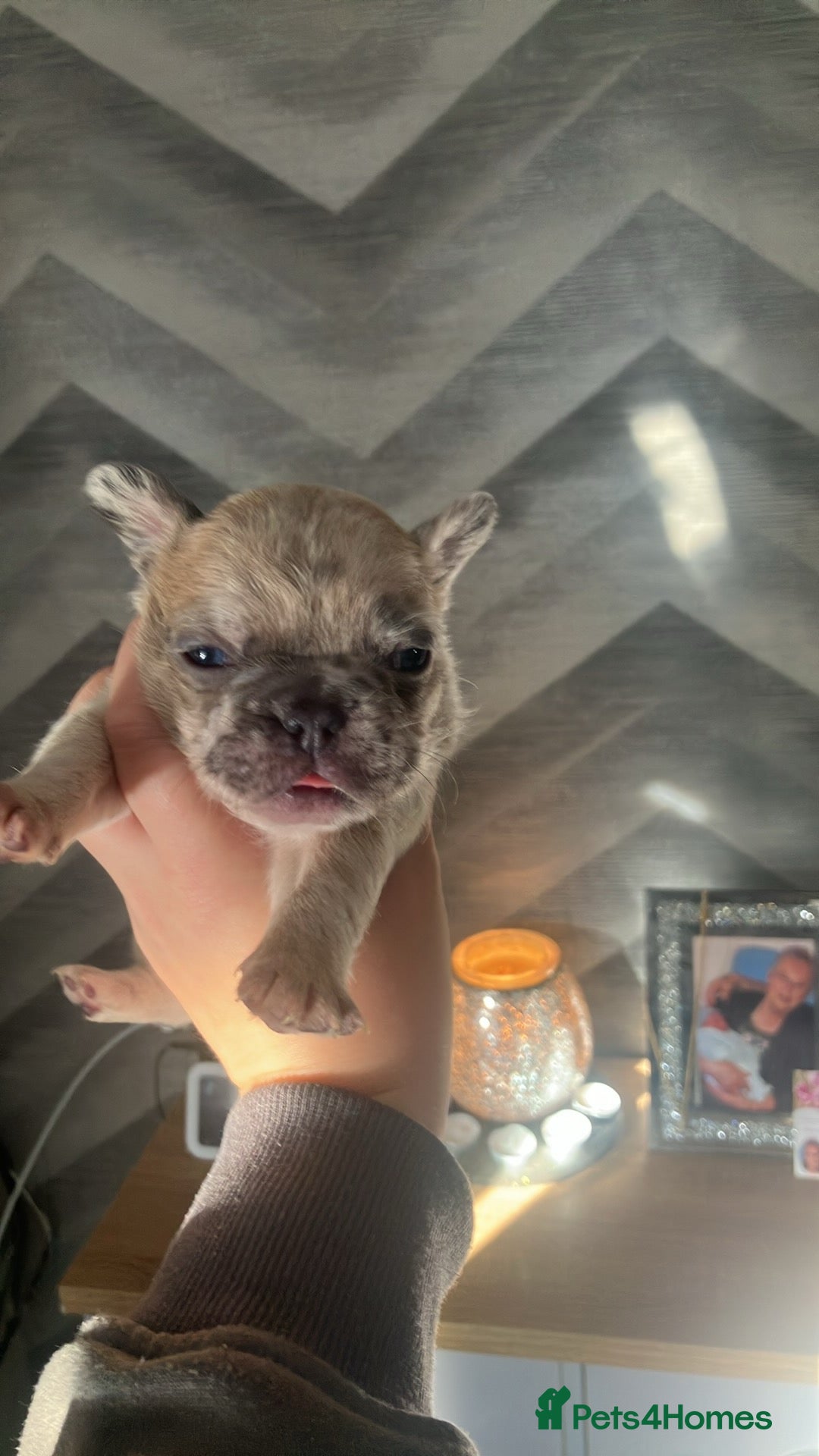 French Bulldog dogs for sale: Fluffy French bull dogs for sale - Image 2