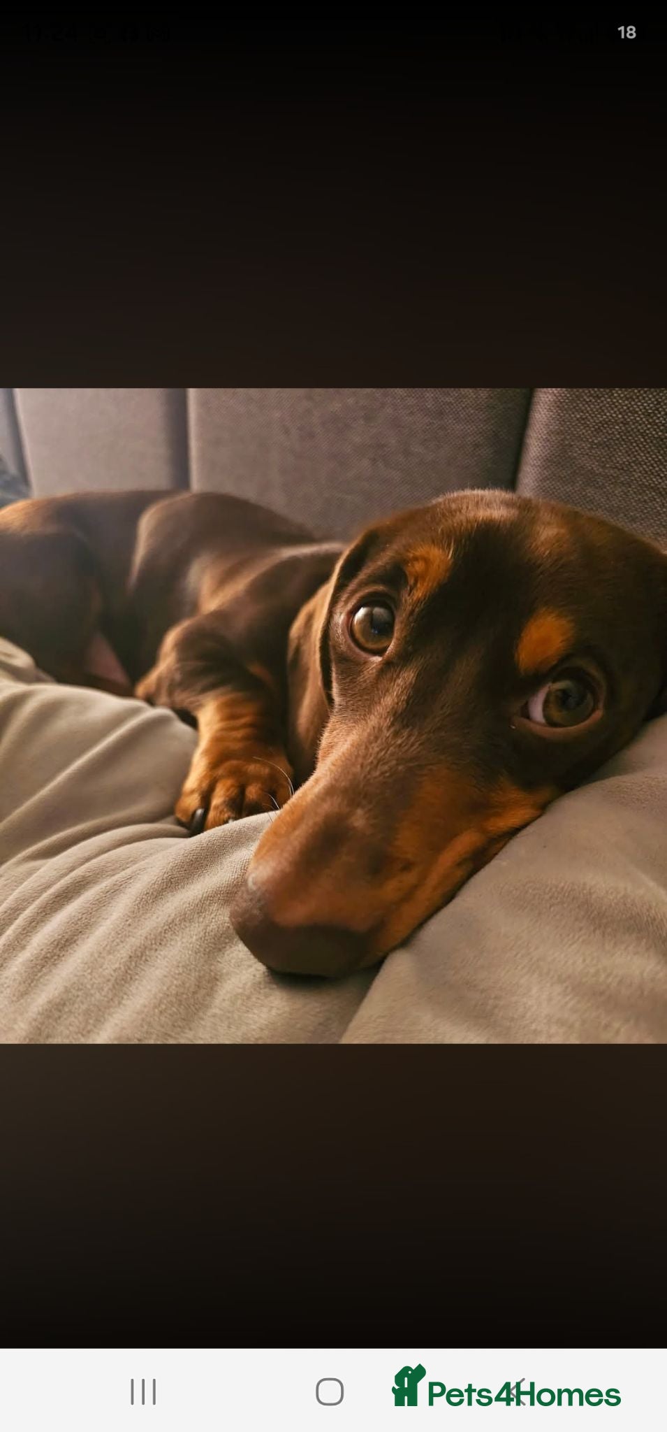 Miniature Dachshund dogs Mini dachshund - Advert 1