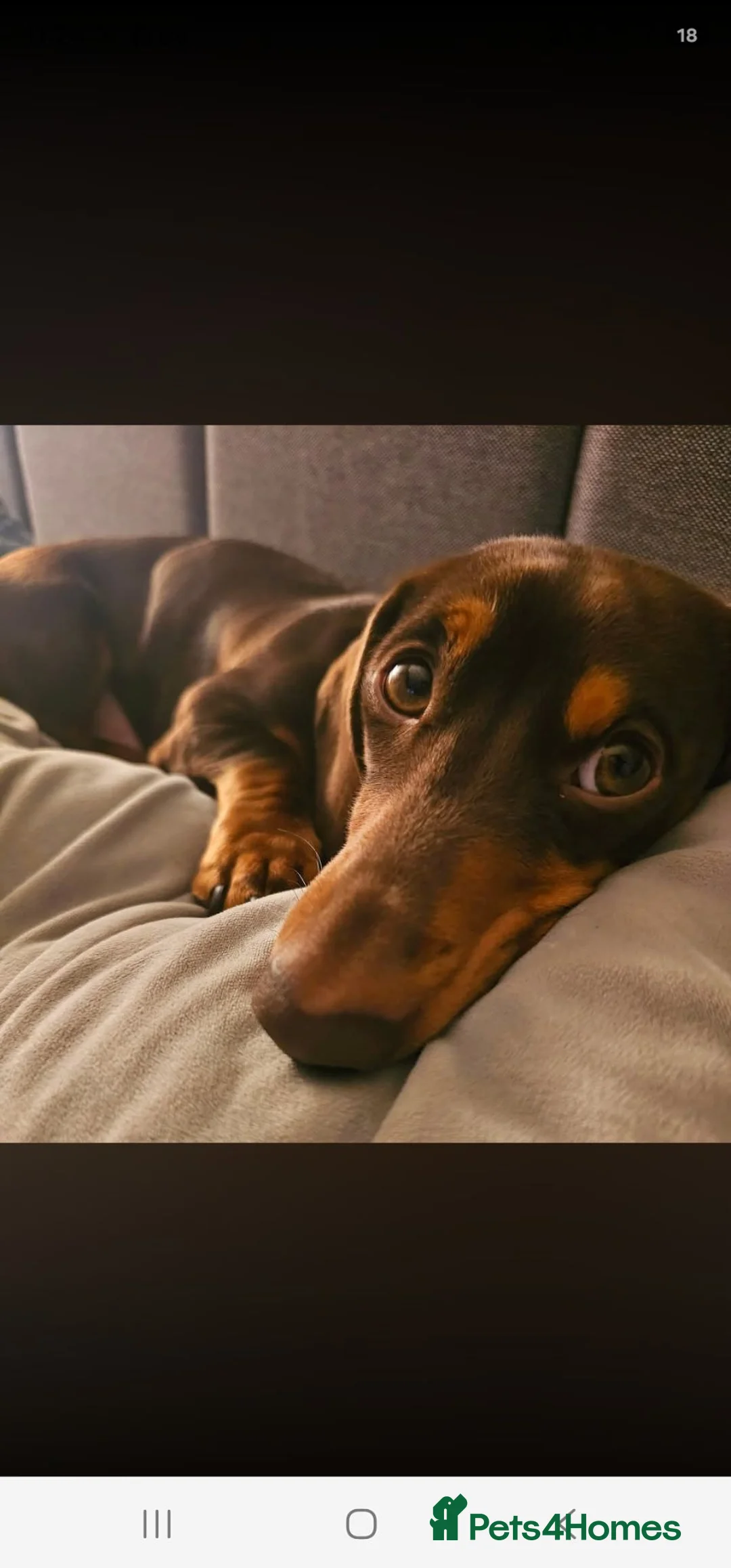 Miniature Dachshund dogs for stud: Mini dachshund in Hull - Advert 1