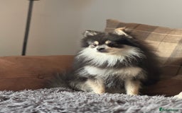 Pomeranian dogs for stud: Stunning KC Reg blue and tan Pom at Stud  in Ripon - Image 1