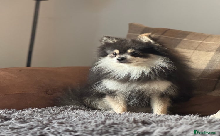 Pomeranian dogs in Ripon - Advert 1