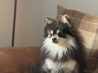 Pomeranian dogs Stunning KC Reg blue and tan Pom at Stud in Ripon - Advert 12