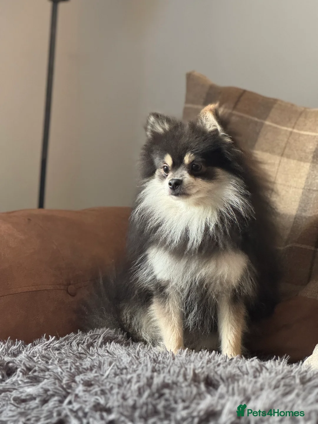 Pomeranian dogs for stud: Stunning KC Reg blue and tan Pom at Stud  in Ripon - Advert 1