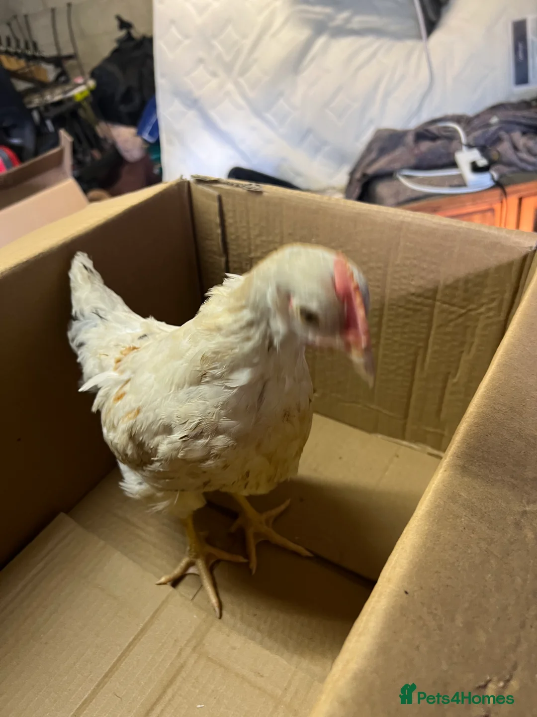 Chickens poultry for sale: White leghorns and Chicks - Advert 6