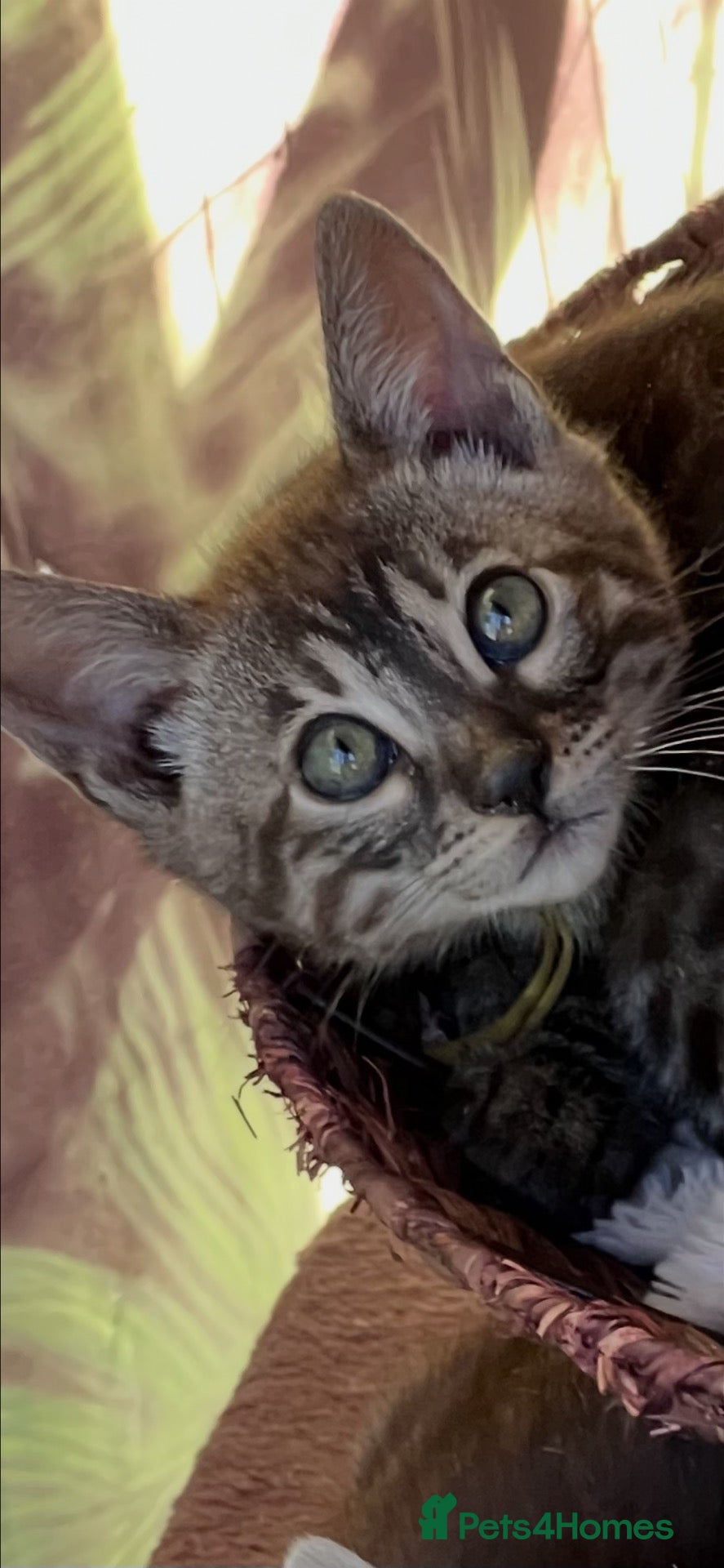Bengal cats Tica Registered Bengals  - Advert 2