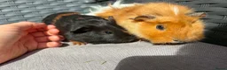 Guinea Pig rodents for sale: Sows  - Advert 3