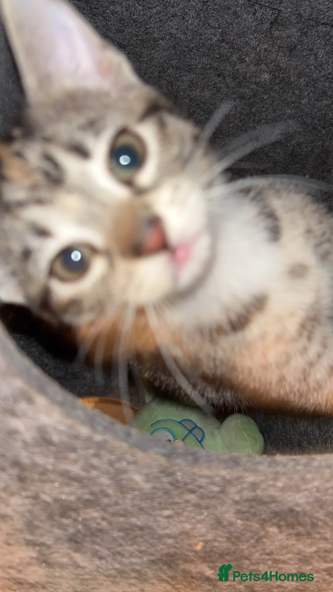 Mixed Breed cats for sale: 2 gorgeous calico female kittens for sale  - Advert 8