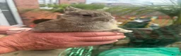 Netherland Dwarf rabbits for sale: Adorable Netherland Dwarf rabbits  - Advert 2