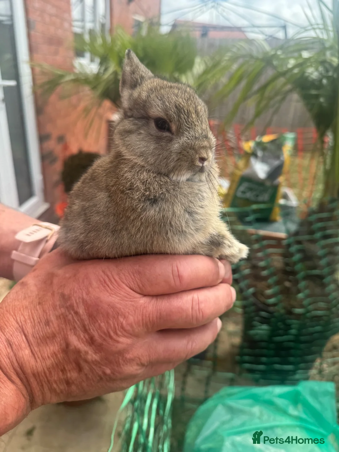Netherland Dwarf rabbits for sale: Adorable Netherland Dwarf rabbits  - Advert 2
