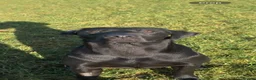 Labrador Retriever dogs for sale: beautiful black lab  - Advert 4