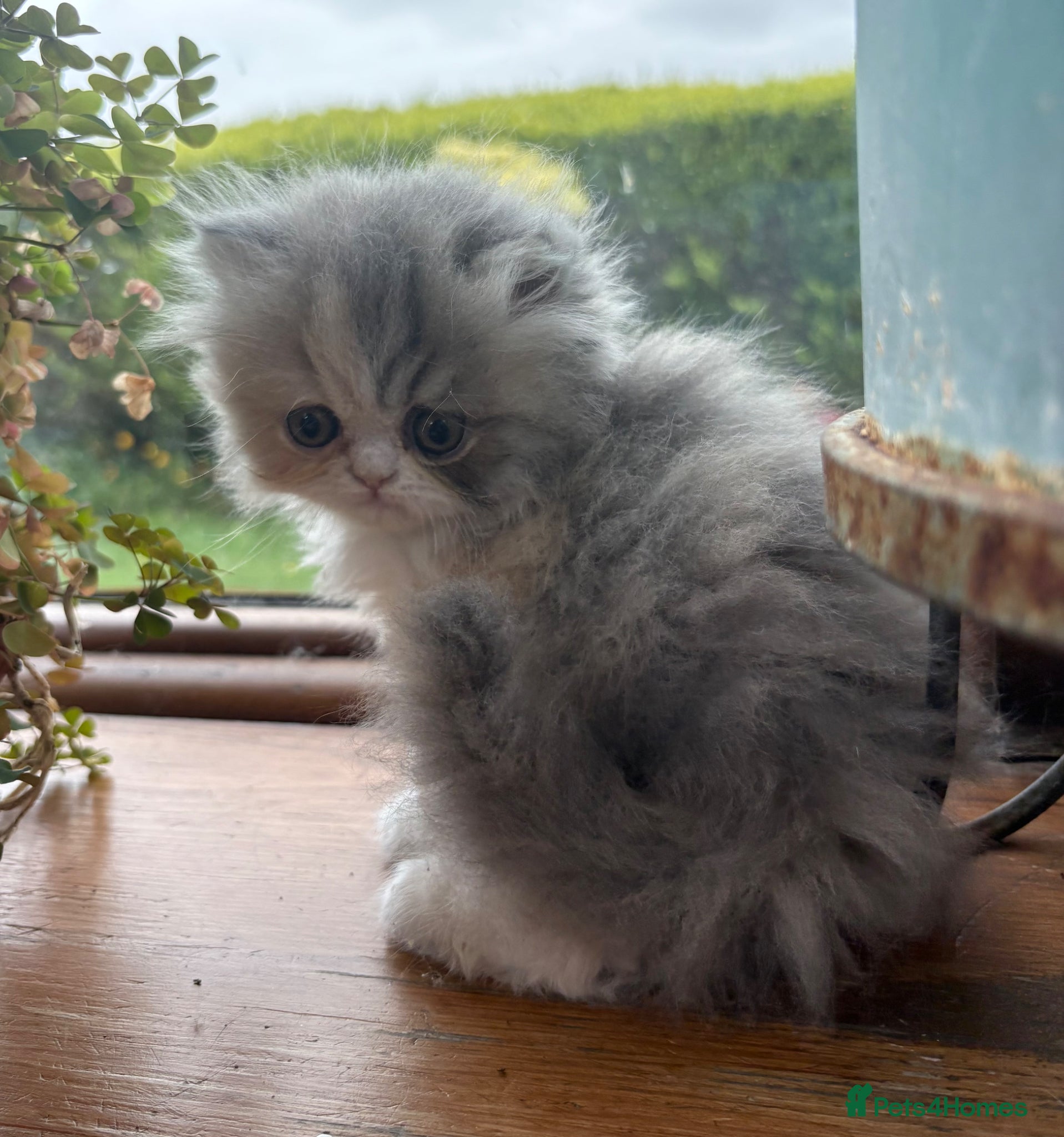 Exotic cats for sale: Exotic kittens two female  - Advert 14