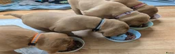 Labrador Retriever dogs for sale: KC Registered Fox Red Labrador Puppies - Advert 15