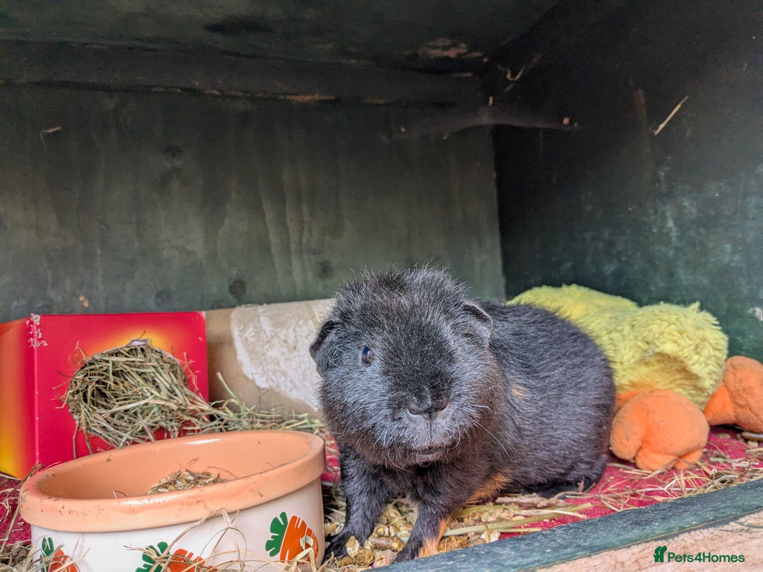 Guinea Pig rodents for sale: Teddy guinea pig boars available now  - Image 7