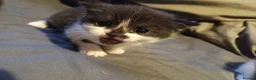 Mixed Breed cats for sale: Beautiful black/white British short hair x - Advert 4